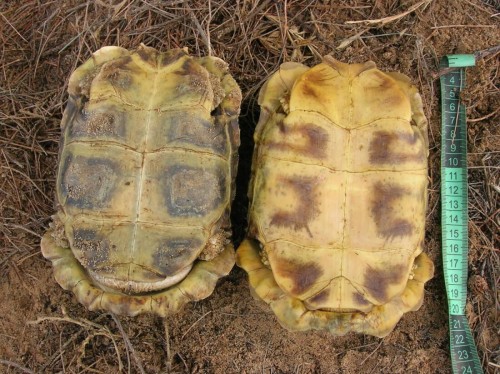 Plastron view of Kinixys homeana from Benin