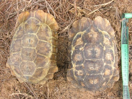 Carapace view of Kinixys homeana from Benin