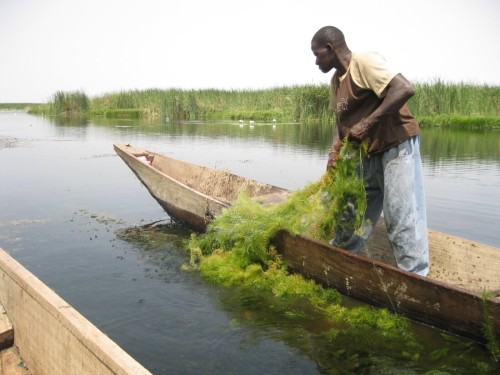 Cleaning abandoned nets from the main lagoon at Tocc-Tocc