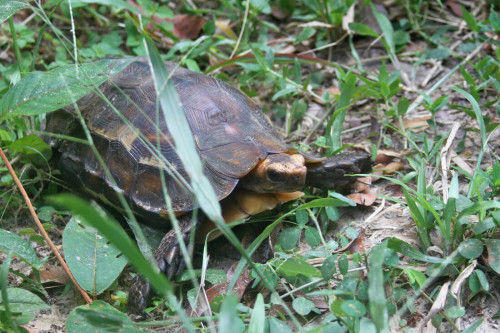 Adult Kinixys erosa found during field survey trip