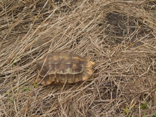 Adult female Kinixys homeana found near Lekki Village, Nigeria