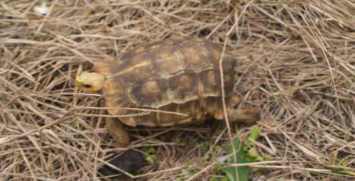Adult female Kinixys homeana found near Lekki Village, Nigeria