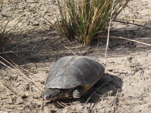 Adult female Pelusios adansonii