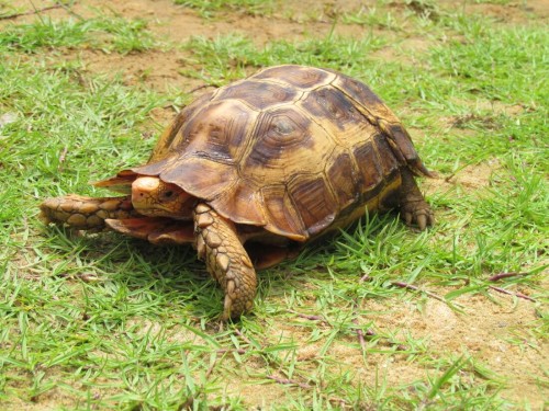 Adult female Kinixys erosa in Nigeria