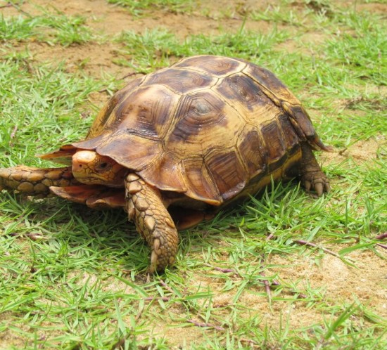 Adult female Kinixys erosa in Nigeria