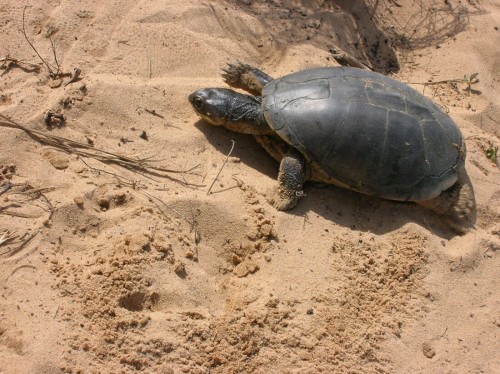 Adult female Pelusios adansonii testing her nest site before laying eggs