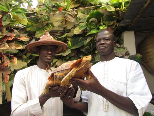 Aziz and Kader holding a large male Kinixys erosa at the ACI facility
