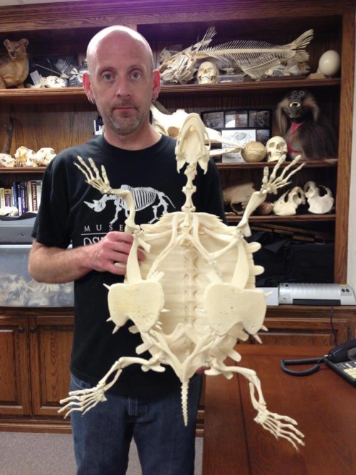 Cyclanorbis elegans (Nubian Flapshell Turtle) Skeleton