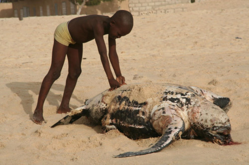 Dead Dermochelys coriacea (Leatherback Sea Turtle) near Lompoul
