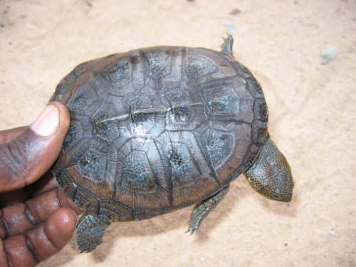 Dorsal view of a juvenile Pelusios adansonii