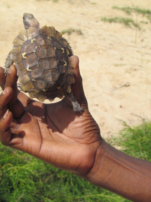 Dorsal View of a juvenile Kinixys homeana from Benin
