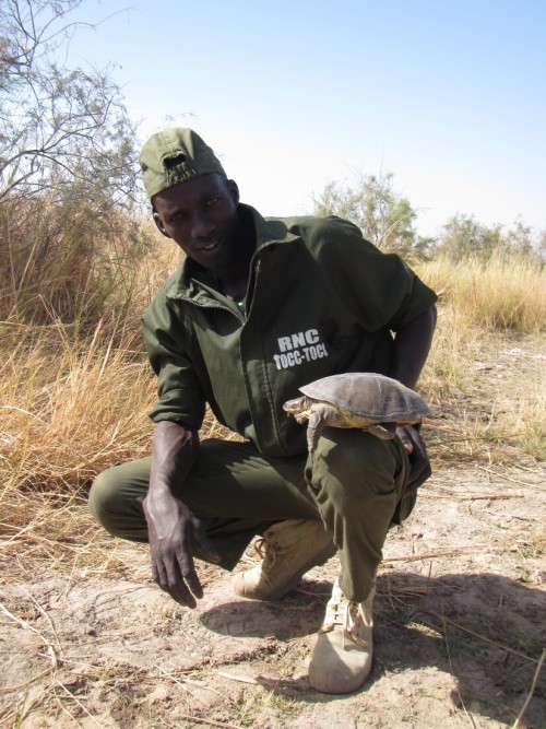 Eco-Guard Modou Diop with a female Adanson's Terrapin at nesting habitat in Tocc-Tocc Reserve