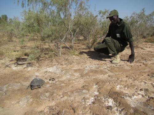 Eco-Guard Modou Diop watching a female Adanson's Terrapin at nesting habitat in Tocc-Tocc Reserve