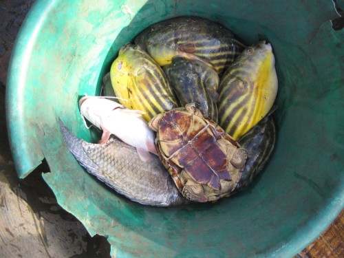 Fisherman's catch with a live male Pelusios adansonii near Tocc-Tocc