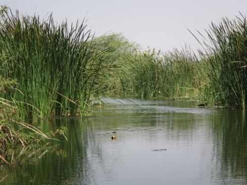 Foraging habitat of Pelusios adansoniii