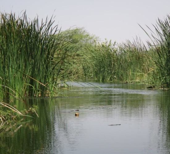 Foraging habitat of Pelusios adansoniii