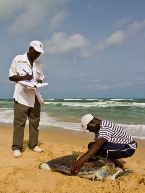 Kader and Dijba taking morpometric and genetic samples