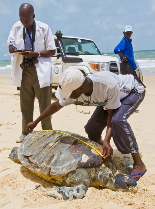 Kader taking morphometrics of a Chelonia mydas (Green Sea Turtle)