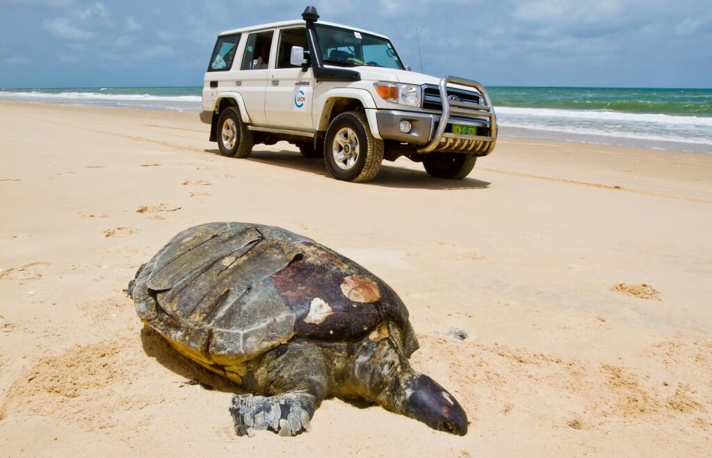 Large dead female Chelonia mydas (Green Sea Turtle)