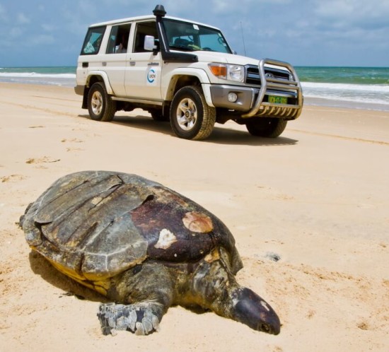 Large dead female Chelonia mydas (Green Sea Turtle)