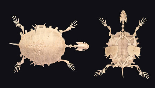 Articulated skeleton of a Nubian Flapshell Turtle (Cyclanorbis elegans)