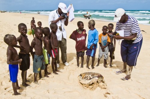 Outreach with kids around a dead Caretta caretta (Loggerhead Sea Turtle)