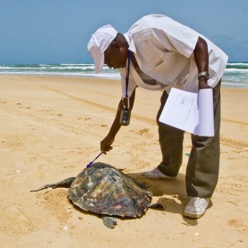 Dijba with a dead Lepidochelys olivacea (Olive Ridley Sea Turtle)
