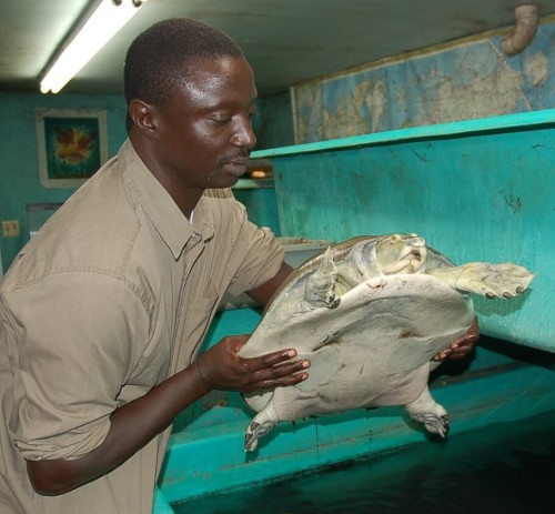 Tomas Diagne holding a critically endangered Nubian Flapshell Turtle (Cyclanorbis elegans)