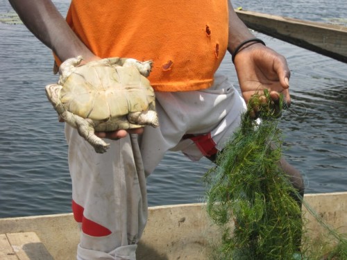 Young fisherman holding dead female P. adansonii caught in abandoned nets at Tocc-Tocc
