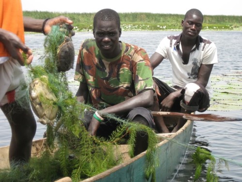 Young fisherman holding dead female P. adansonii caught in abandoned nets at Tocc-Tocc