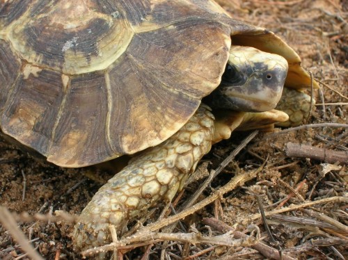 Close-up of a Kinixys homeana from Benin