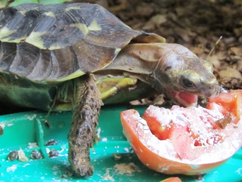 Feeding time for a juvenile Kinixys homeana at the ACI facility