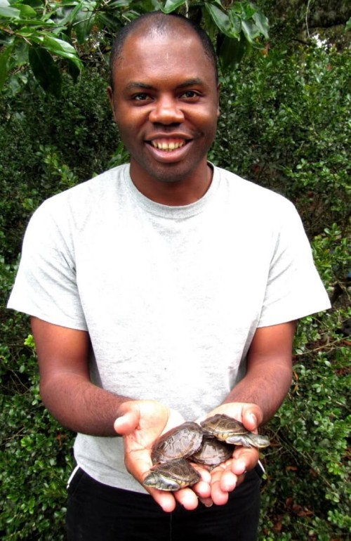 Head-start specimens just before release at Tocc-Tocc