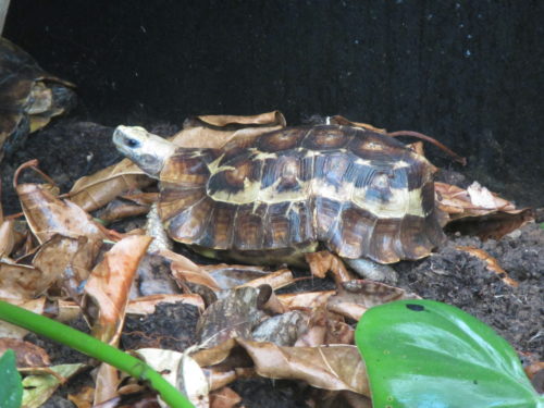 Beautiful specimen of the critically endangered Home's hingeback tortoise, Kinixys homeana at the Rhodin center - Senegal