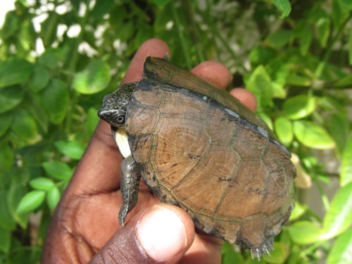 Dorsal view of Pelusios cupulatta, the most recently described pelusios species at the Rhodin Center