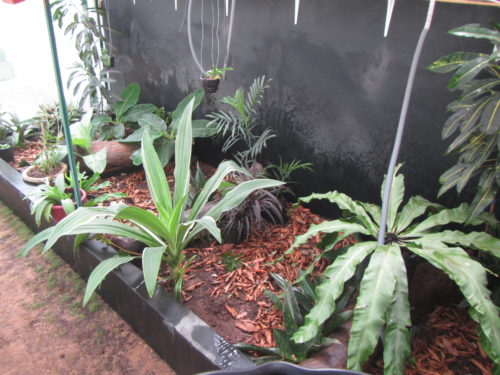 Inside the Rhodin Center greenhouse, area where we keep African hingeback forest species, genus Kinixys