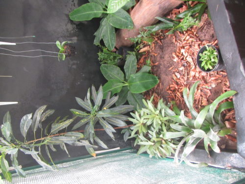 Inside the Rhodin Center greenhouse, area where we keep African hingeback forest species, genus Kinixys