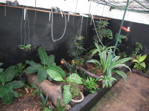 Inside the Rhodin Center greenhouse, area where we keep African hingeback forest species, genus Kinixys