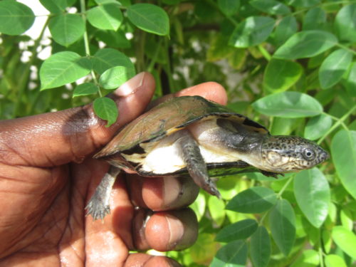 Juvenile Pelusios cupulatta, the most recent described pelusios species at the Rhodin Center
