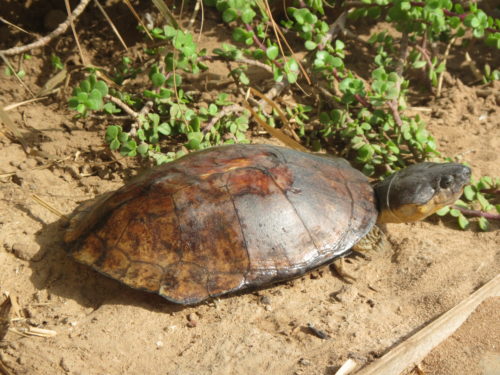 Large adult male Pelusios cupulatta,the most recent described pelusios species at the Rhodin Center