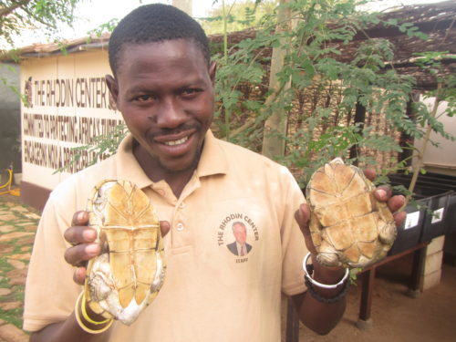 Marcel (Rhodin Center employee) holding a pair of Adanson's terrapin, Pelusios adansonii