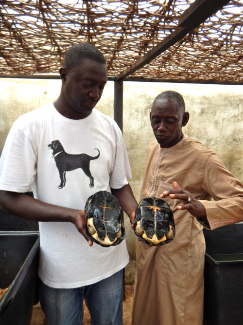 Tomas explaining African terrapin sexual dimorphism at the Rhodin Center Senegal