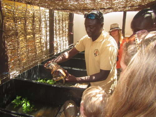 Tomas explaining Gabon terrapin, Pelusios gabonensis, ecology at the Rhodin center Senegal
