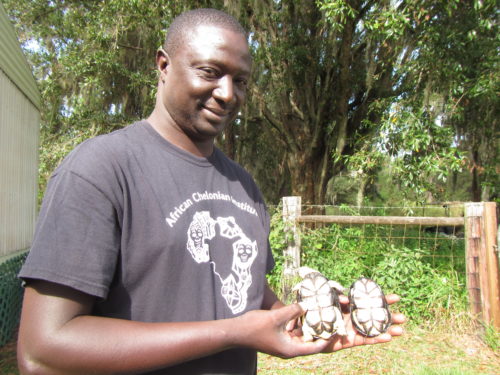 Tomas holding a pair of African Drwaf terrapin, Pelusios nanus