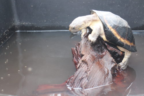 Upemba's terrapin, Pelusios upembae, basking inside a ZooMed turtle tub at the Rhodin Center - Senegal