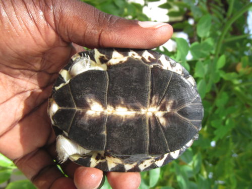 Ventral view of a juvenile Pelusios cupulatta,the most recent described pelusios species at the Rhodin Center
