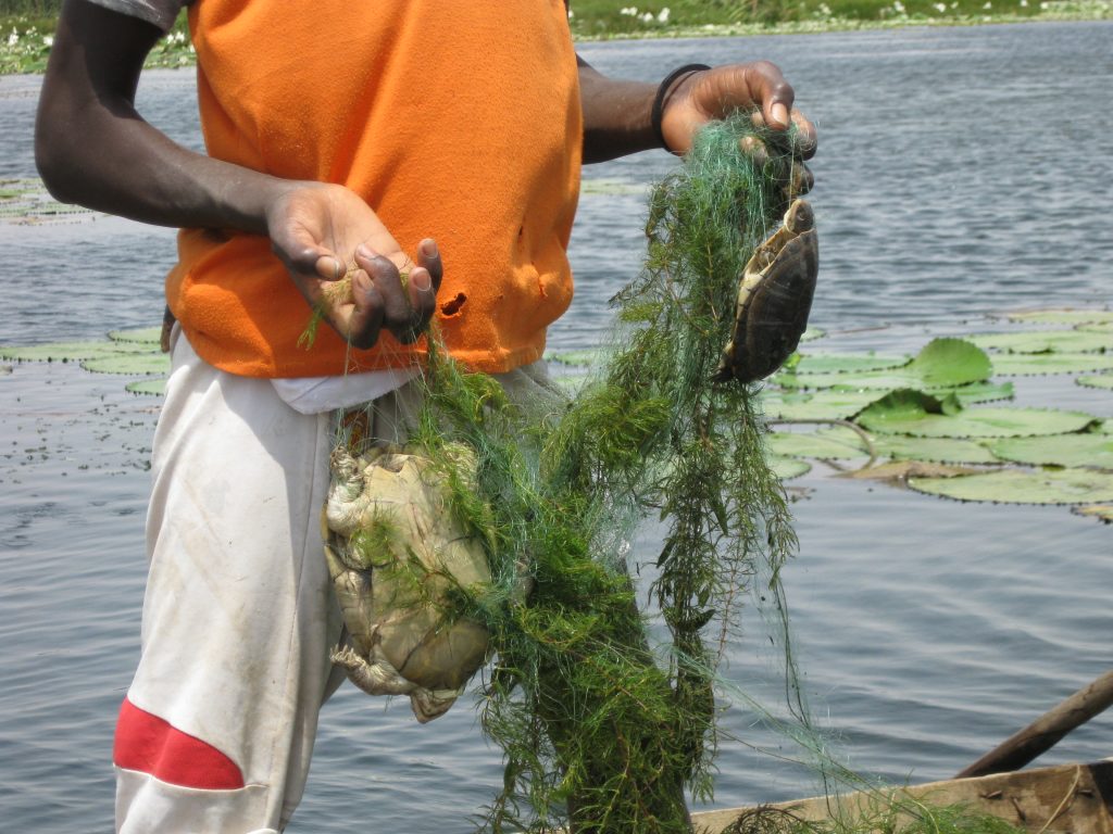 Fisheries bycatch 1