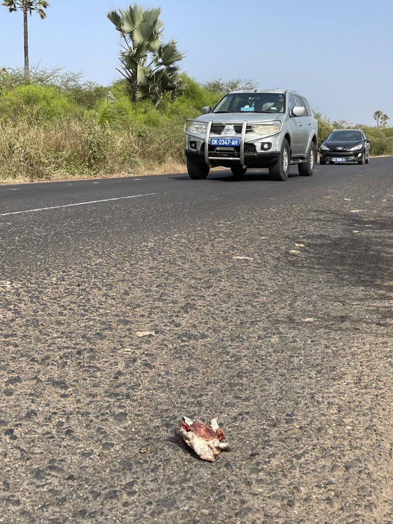 Roadkill_3590 - Copy