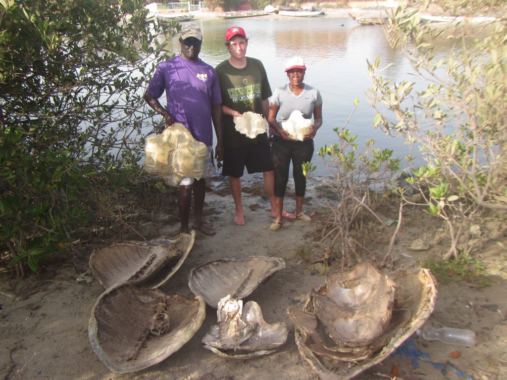 Sea turtle carcasses remains after being poached _7689