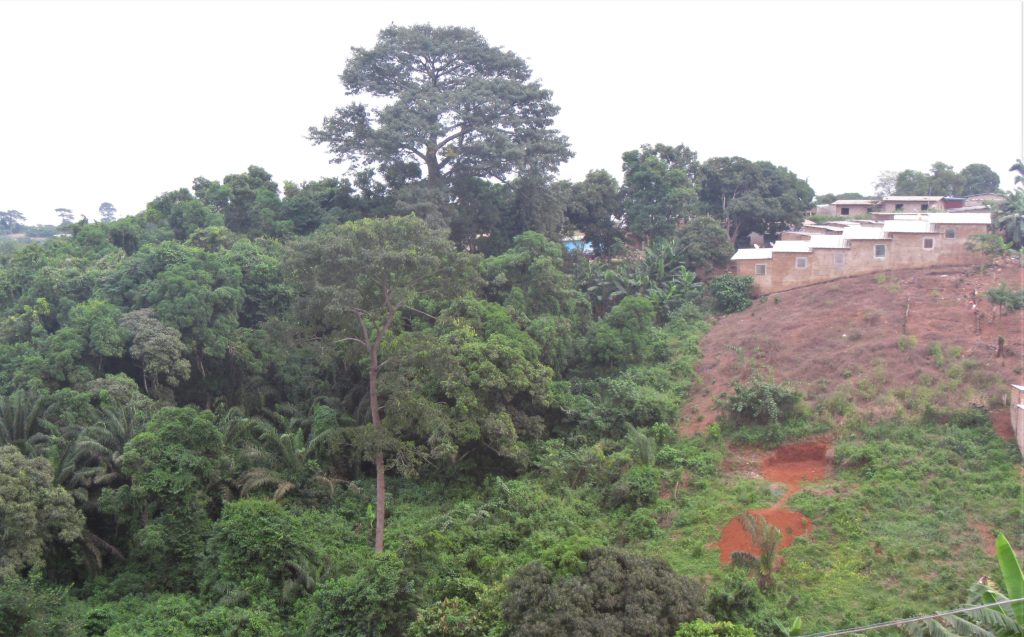 habitat lost in Cote d'Ivoire West Africa -9